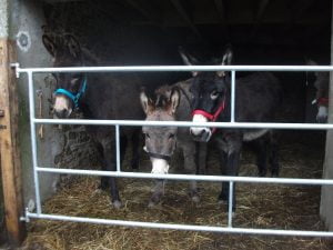 donkey rescue charity dordogne