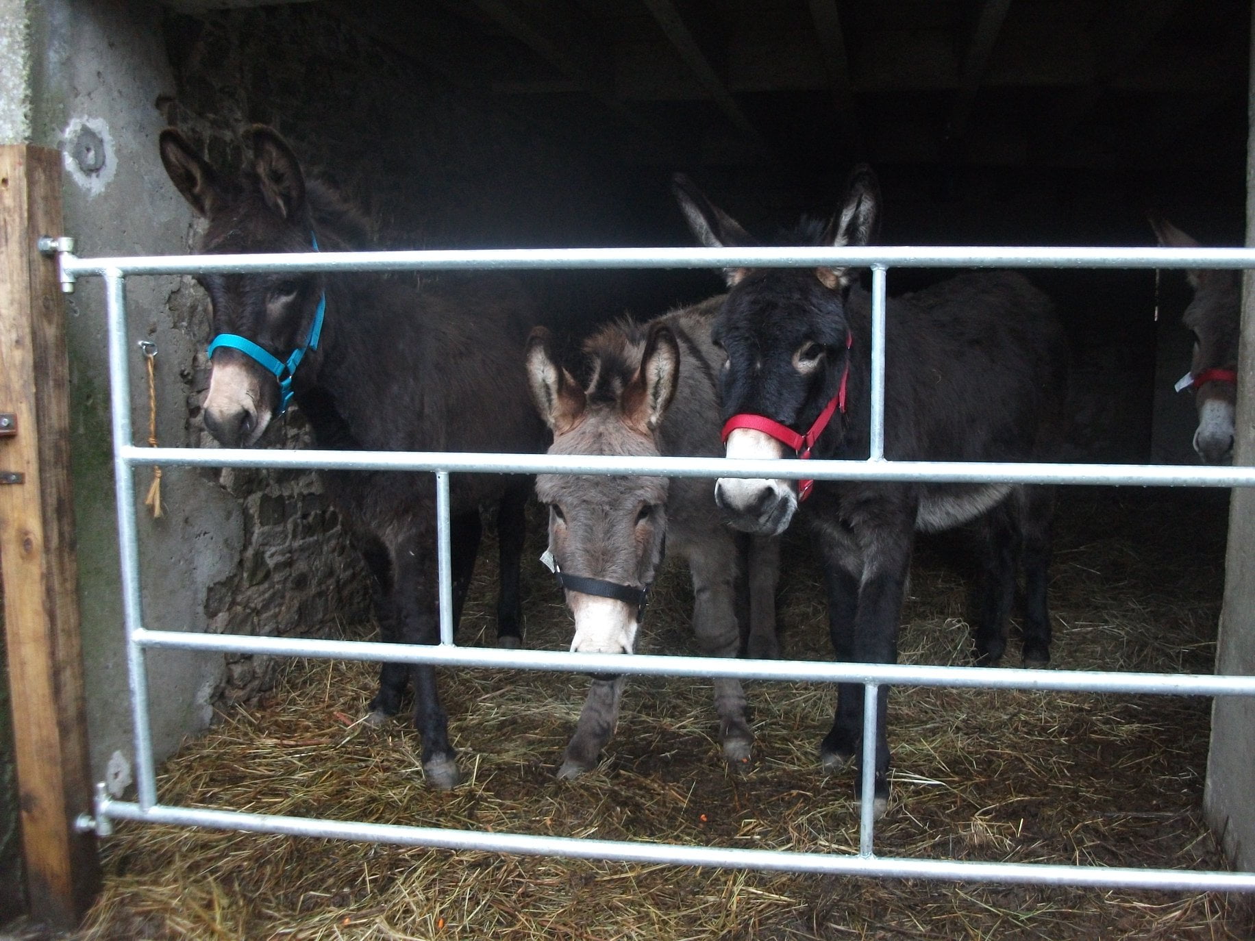 donkey rescue charity dordogne