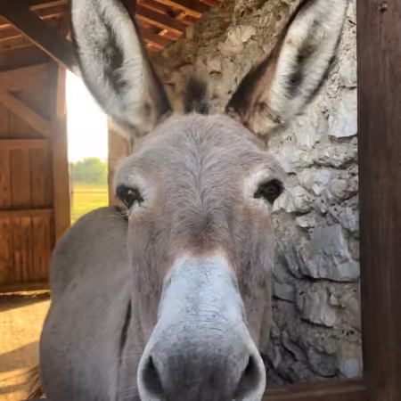 Donkey Donation